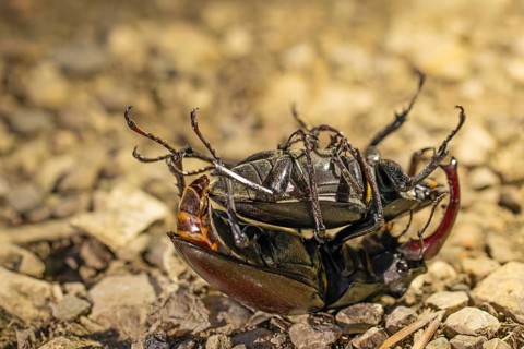 Mating of stag beetles in the oak forest of the Swabian Pre-Alps