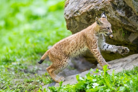 Eurasian lynx (Lynx lynx) youngster on a rock, Bavaria, Germany, Europe