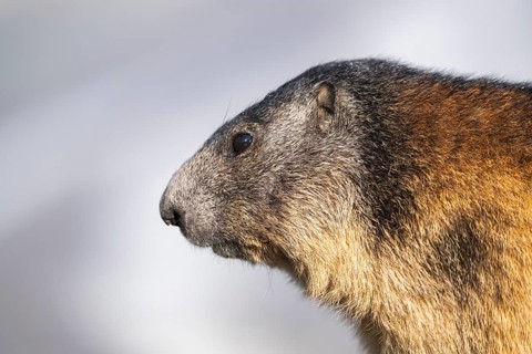 Alpine marmot (Marmota marmota) in autumn, Grossglockner, High Tauern National Park, Austria,