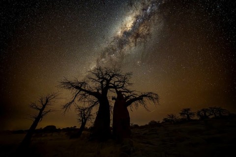 Silhouette of a baobab tree with starry sky and Milky Way, African baobab (Adansonia digitata),