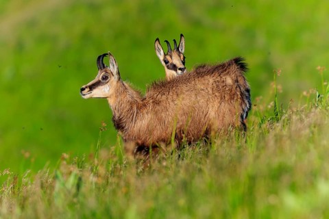 Two chamois standing in the high grass on a gentle hill, chamois, chamois, (Rupicapra rupicaprae),