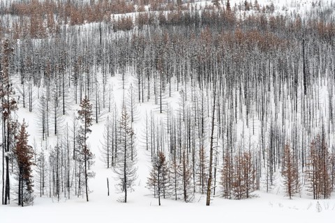Deadwood ... Yellowstone National Park after fierce forest fires, forest fire, USA, view over a