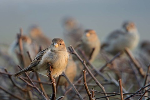 Gathered... House sparrows (Passer domesticus), sparrows, house sparrows in a flock, small flock of