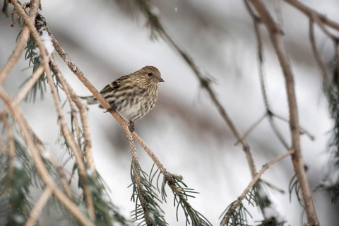Inconspicuous... Pine siskin (Spinus pinus) in the branches of a conifer, adult bird in winter,