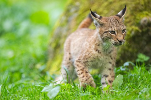 Eurasian lynx (Lynx lynx) youngster on a meadow, Bavaria, Germany, Europe