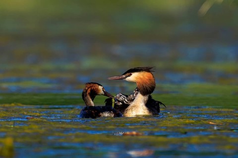 Great Crested Grebe, (Podiceps Scalloped ribbonfish), with chicks, wildlife, Germany, Europe