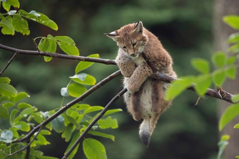 Just hanging out... Eurasian lynx (Lynx lynx), young lynx gymnastics in the branches, has trouble