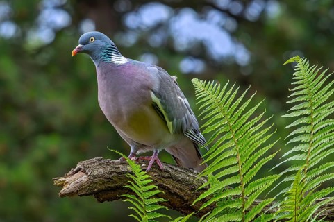 Common wood pigeon (Columba palumbus) perched on tree branch with ferns in forest
