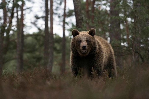 European brown bear (Ursus arctos) at the edge of a pine forest, walking through, standing in the