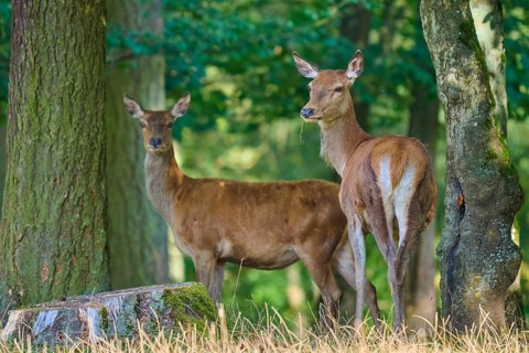 Red deer (Cervus elaphus), two hinds, stand in the sparse forest next to large trees and look