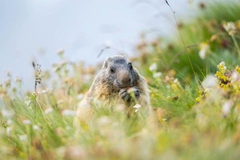 Alpine marmot (Marmota marmota) in autumn, Grossglockner, High Tauern National Park, Austria,