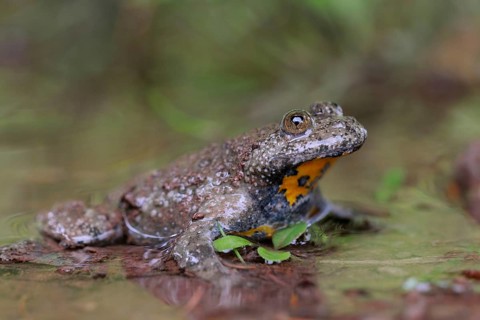 Highly endangered... Yellow-bellied toad (Bombina variegata), toad sits in the shallow water of a