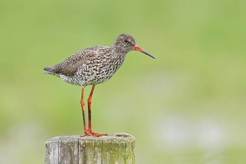 Redshank (Tringa totanus) standing on a pasture fence post, snipe bird, spring, wildlife, Hüde,