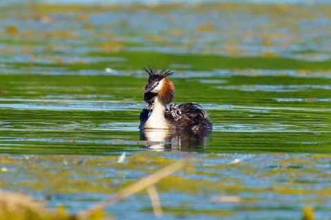 A bird in the water with a wide view, the surroundings radiate vastness and tranquillity, Great