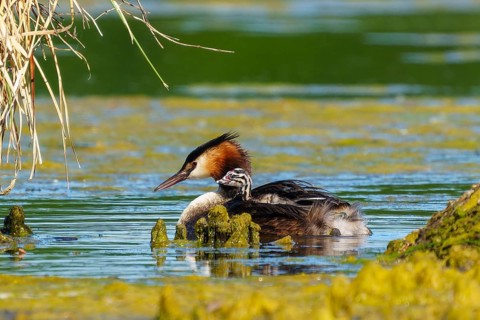 A bird swims calmly in the water, surrounded by reeds, with a relaxed and peaceful atmosphere,