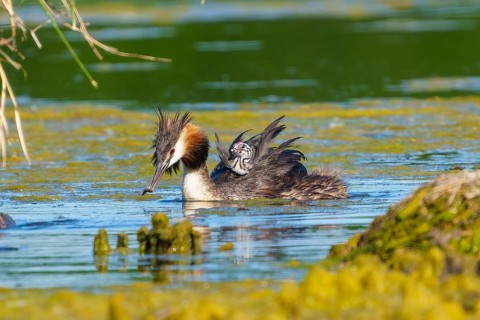 Great Crested Grebe with chick on its back has a fish in its beak, Great Crested Grebe, (Podiceps