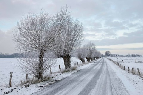 Pollarded trees, pollarded willows (Salix sp.) line a snowy country road on Bislicher Insel on a