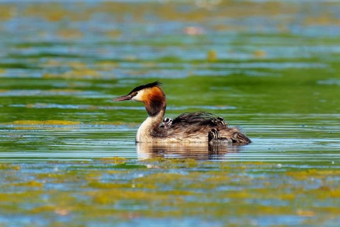 A solitary great crested grebe swimming in still water, Great crested grebe, (Podiceps Scalloped