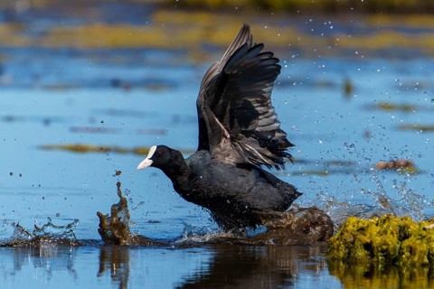 Eurasian Coot with spread wings moving powerfully through the water, water splashing up, coot,
