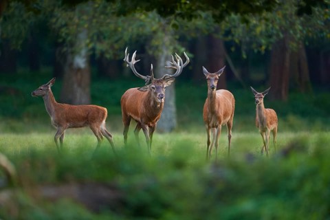 Red deer (Cervus elaphus), stag with hinds, on a green forest meadow, penetrated by soft light,