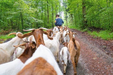 Herd of goats follows shepherds on a green forest path, forest pasture Gechingen, compensation