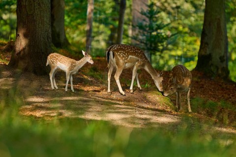 Fallow deer (Dama dama), female, three fallow deer with fawn standing together in a shady forest,