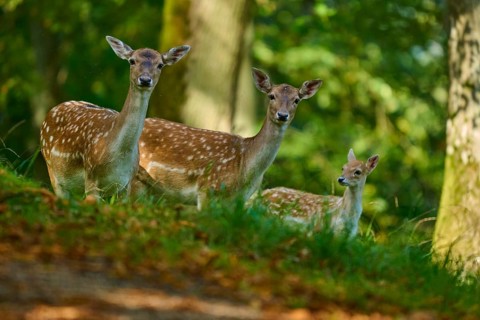 Fallow deer (Dama dama), female, three fallow deer with fawn standing in the forest and enjoying