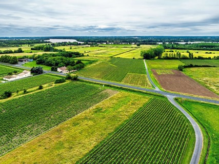 Grape fields around Castle of La Riviere, Vineyard Chateau de La Riviere from a drone, Bordeaux,