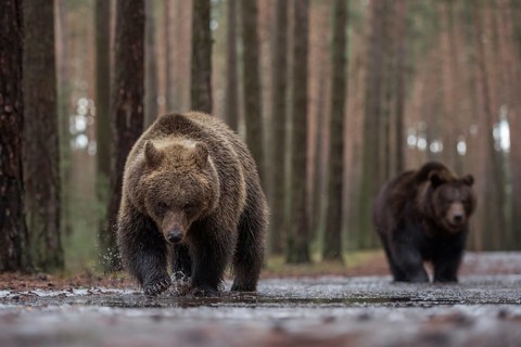 Colour variations... European brown bear (Ursus (genus) arctos), two bears running towards the