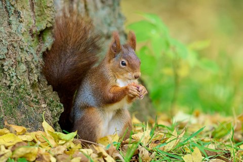 Eurasian squirrel (Sciurus vulgaris), sitting and nibbling on a nut in autumn forest, Germany,