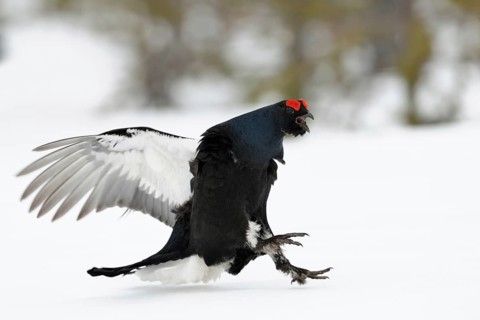 Make way... Black grouse (Lyrurus tetrix), black grouse flies in, lands excitedly in the snow on