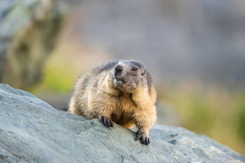 Alpine marmot (Marmota marmota) in autumn, Grossglockner, High Tauern National Park, Austria,