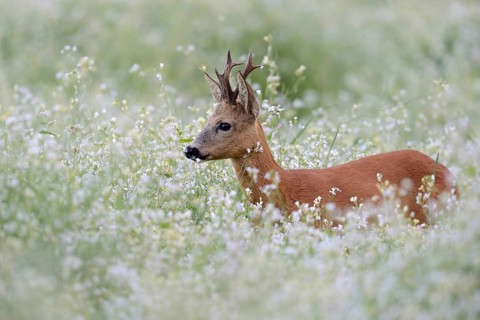 Roe Deer (Capreolus capreolus), strong buck with nice antlers, standing, hiding in a flowering