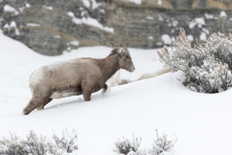 Mountain habitat... Bighorn sheep (Ovis canadensis) in winter, high snow, struggles up a mountain