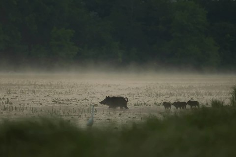 Wild boar (Sus scrofa), young animals, egrets, water, light fog, morning mood, Lower Austria