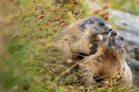 Alpine marmot (Marmota marmota) in autumn, Grossglockner, High Tauern National Park, Austria,