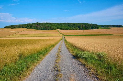Long field path between golden yellow wheat fields, in the background a wooded hill, summer,