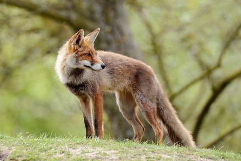 Looking back... Red fox (Vulpes vulpes), fox in short summer coat, standing on a small hill in