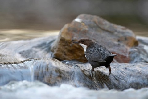 In the current... White-throated Dipper (Cinclus cinclus) in its typical habitat, standing in
