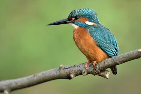 In profile... Kingfisher (Alcedo atthis) in spring on its perch hunting for small fish, male bird