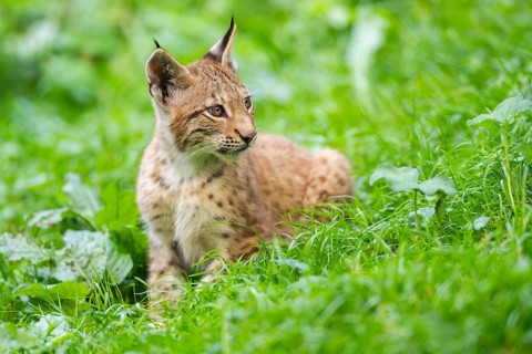 Eurasian lynx (Lynx lynx) youngster on a meadow, Bavaria, Germany, Europe