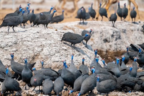 Helmeted guinea fowl (Numida meleagris), flock at the waterhole, Nxai Pan National Park, Botswana,