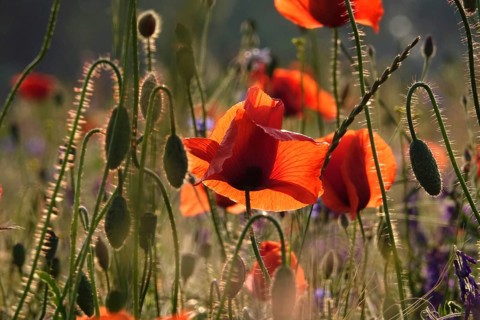 Picturesque beautiful poppies, June, Germany, Europe