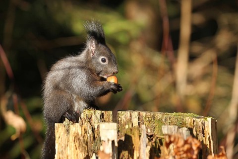 Squirrel (Sciurus) eating hazelnut (Corylus avellana) on a tree stump in the forest, Allgäu,