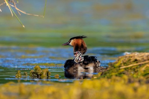 A great crested grebe with its chicks on its back, surrounded by shallow water, Great crested