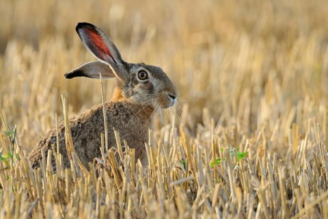 European Hare (Lepus europaeus), Attentive Brown Hare, European Hare (Lepus europaeus) with long