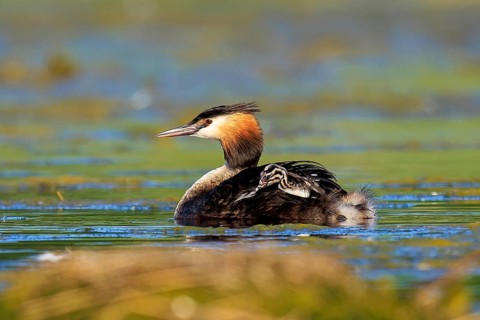 A great crested grebe swims calmly across a green lake, Great crested grebe, (Podiceps Scalloped