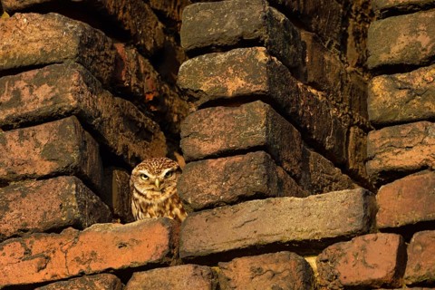 Grim look... Little owl (Athene noctua) sunbathing in the owl hatch of an old brick barn in the