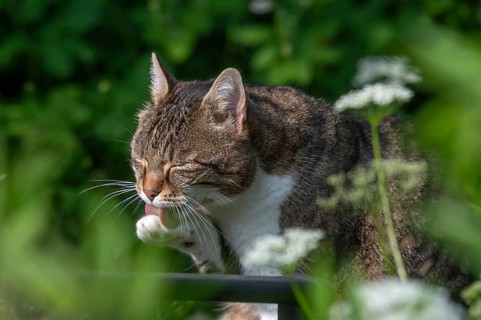 Domestic cat licking its paw, Bavaria, Germany, Europe