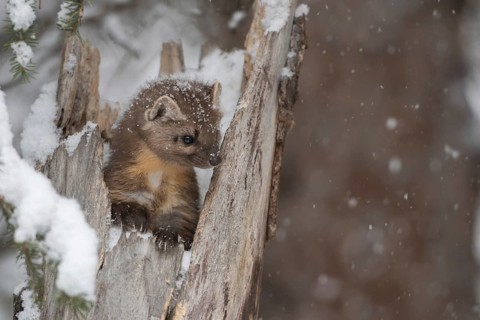 Spruce marten (Martes americana) looks out of a tree stump in winter during snowfall, cute picture